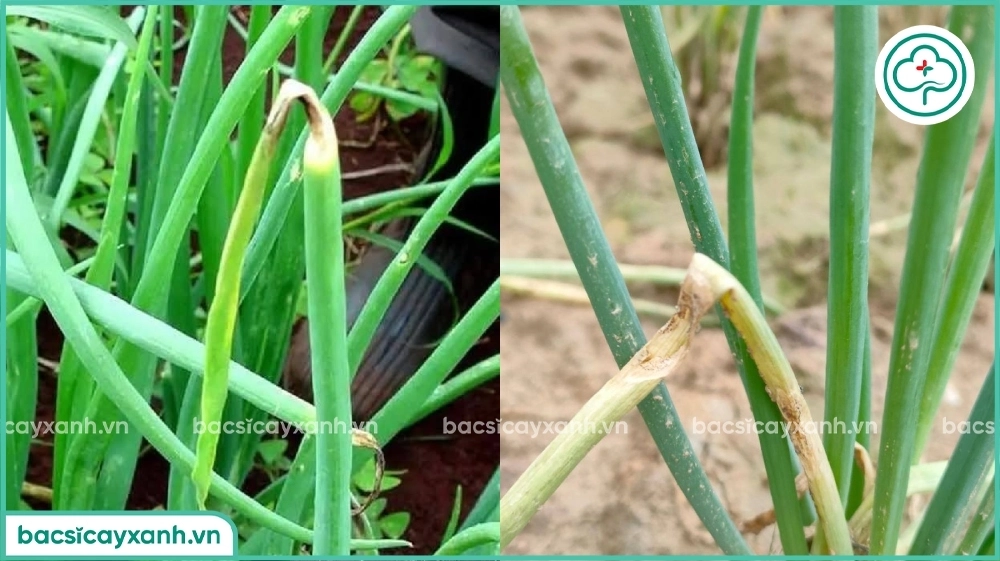 Nguyên nhân gây bệnh thối nhũn hành lá